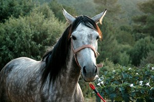 montar a caballo