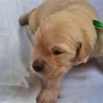 cachorro solo