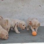 cachorros jugando con pelota