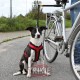 Set bicicleta para perro