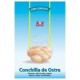 Conchilla de Ostras